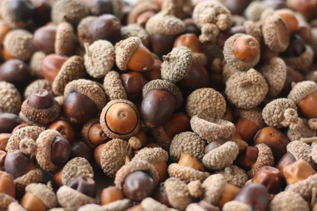 Adventures in Acorn Cookery | Santa Cruz
